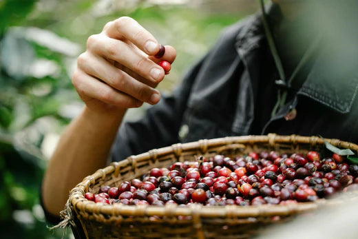 Where Does Coffee Grow?